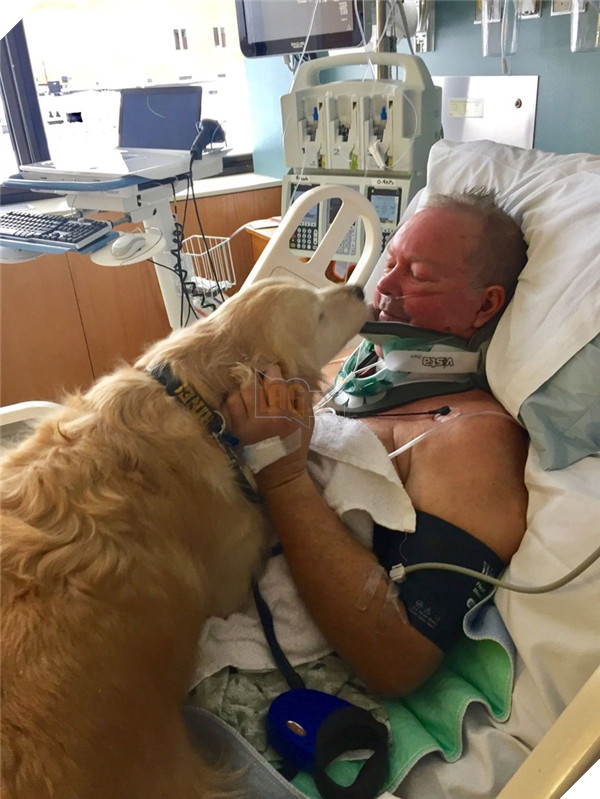 Xúc động với hành động cún cưng ủ ấm và kêu suốt 20 tiếng để cứu chủ