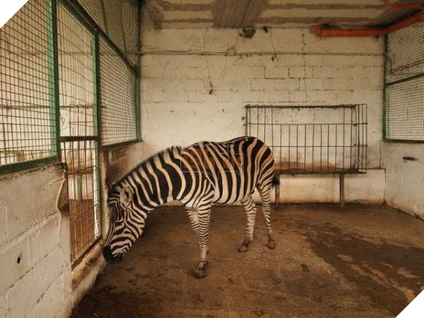 Chú sư tử từ bỏ sự sống khi bị nhốt trong chiếc chuồng chật chội và tối tăm 2