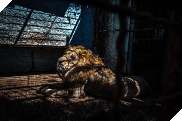Chú sư tử từ bỏ sự sống khi bị nhốt trong chiếc chuồng chật chội và tối tăm 3