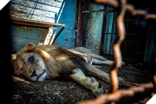 Chú sư tử từ bỏ sự sống khi bị nhốt trong chiếc chuồng chật chội và tối tăm 4