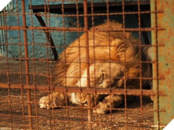 Chú sư tử từ bỏ sự sống khi bị nhốt trong chiếc chuồng chật chội và tối tăm 5
