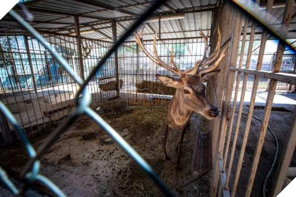 Chú sư tử từ bỏ sự sống khi bị nhốt trong chiếc chuồng chật chội và tối tăm 6