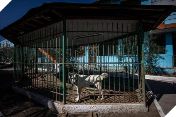 Chú sư tử từ bỏ sự sống khi bị nhốt trong chiếc chuồng chật chội và tối tăm 7