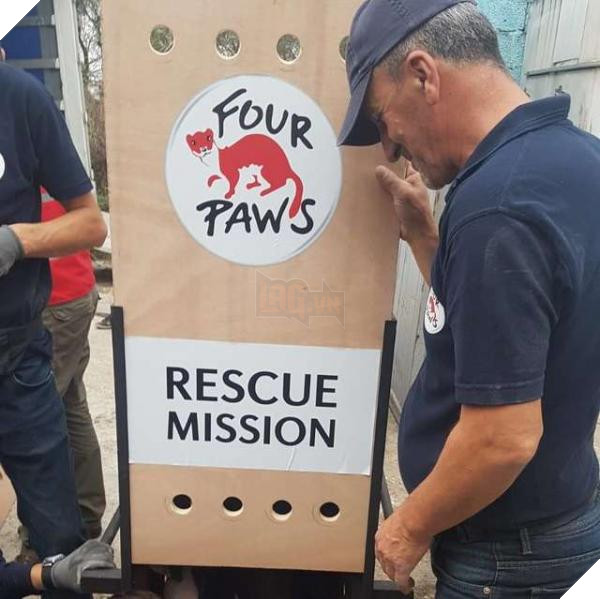 Chú sư tử từ bỏ sự sống khi bị nhốt trong chiếc chuồng chật chội và tối tăm 8