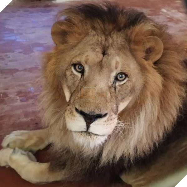 Chú sư tử từ bỏ sự sống khi bị nhốt trong chiếc chuồng chật chội và tối tăm 9