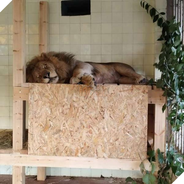 Chú sư tử từ bỏ sự sống khi bị nhốt trong chiếc chuồng chật chội và tối tăm 10