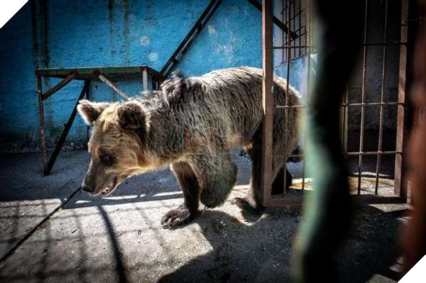 Chú sư tử từ bỏ sự sống khi bị nhốt trong chiếc chuồng chật chội và tối tăm