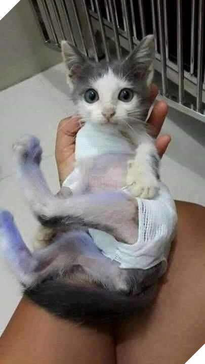 Hành trình của chú mèo nhỏ mạnh mẽ: Vượt qua bạo bệnh, trở thành 'soái ca' đẹp trai, khỏe mạnh