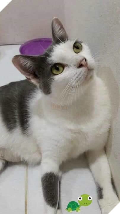 Hành trình của chú mèo nhỏ mạnh mẽ: Vượt qua bạo bệnh, trở thành 'soái ca' đẹp trai, khỏe mạnh