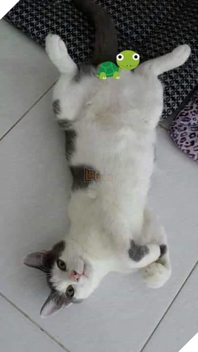 Hành trình của chú mèo nhỏ mạnh mẽ: Vượt qua bạo bệnh, trở thành 'soái ca' đẹp trai, khỏe mạnh