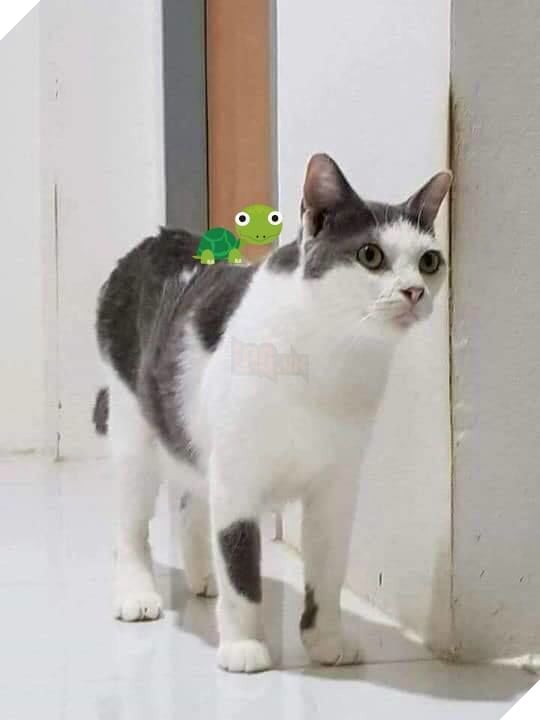 Hành trình của chú mèo nhỏ mạnh mẽ: Vượt qua bạo bệnh, trở thành 'soái ca' đẹp trai, khỏe mạnh