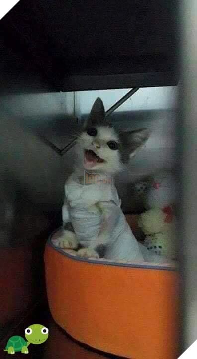 Hành trình của chú mèo nhỏ mạnh mẽ: Vượt qua bạo bệnh, trở thành 'soái ca' đẹp trai, khỏe mạnh