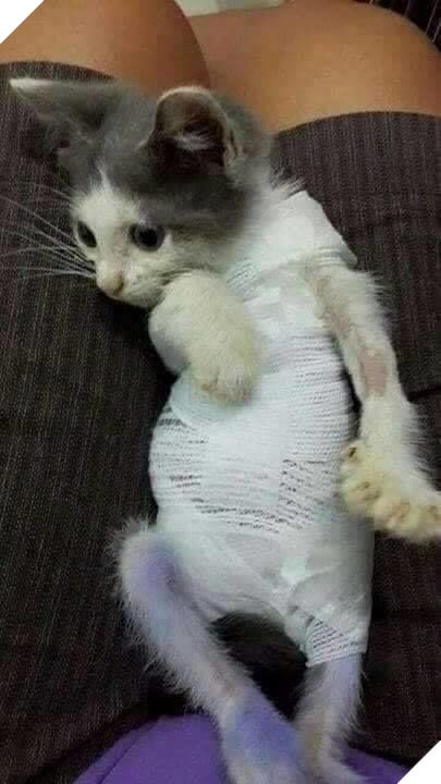 Hành trình của chú mèo nhỏ mạnh mẽ: Vượt qua bạo bệnh, trở thành 'soái ca' đẹp trai, khỏe mạnh