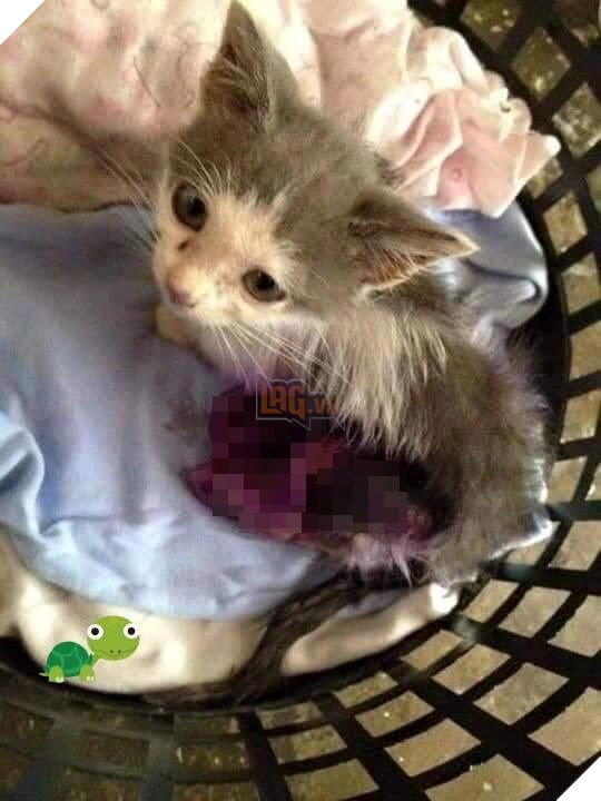 Hành trình của chú mèo nhỏ mạnh mẽ: Vượt qua bạo bệnh, trở thành 'soái ca' đẹp trai, khỏe mạnh