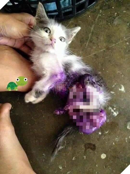 Hành trình của chú mèo nhỏ mạnh mẽ: Vượt qua bạo bệnh, trở thành 'soái ca' đẹp trai, khỏe mạnh