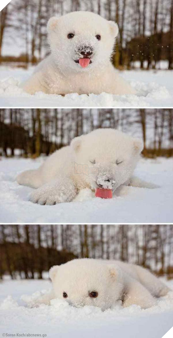 1 this baby polar bear saw snow for the first time