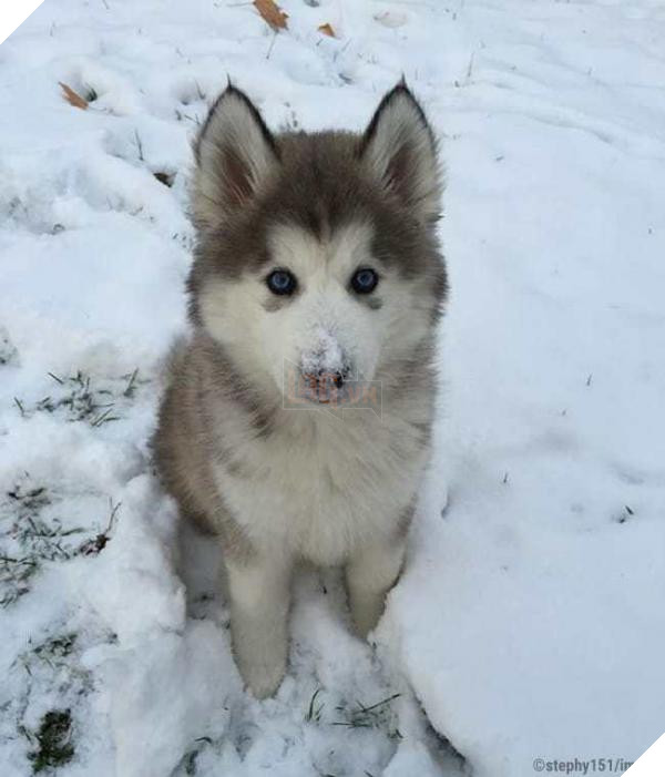 12 my sister and her husband recently adopted this is his first snow