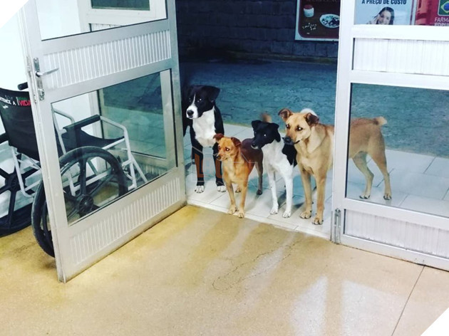 Hình ảnh cảm động: Người đàn ông vô gia cư nhập viện, 4 chú chó hoang đứng mong chờ ngoài cửa - Ảnh 2.