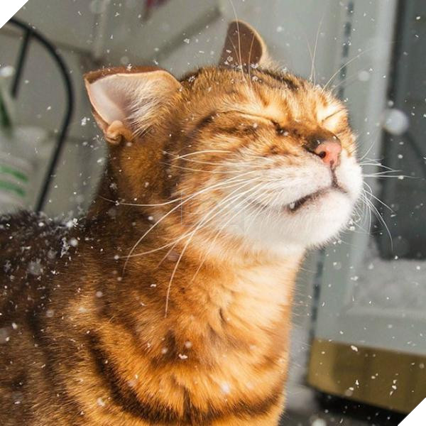 animals and first snow bengal cat 700