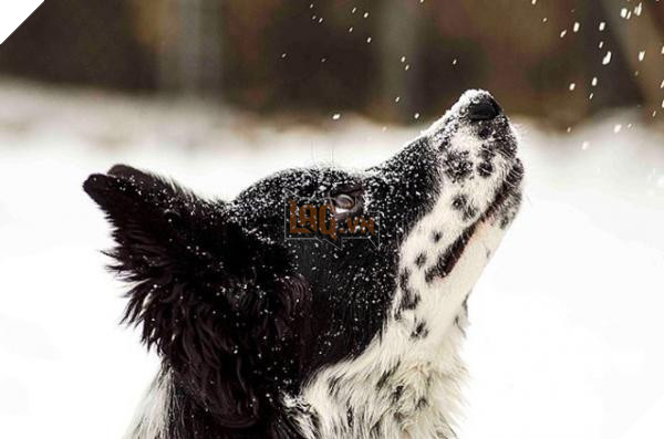 animals and first snow dog 3 700