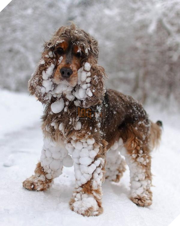 animals and first snow spaniel1