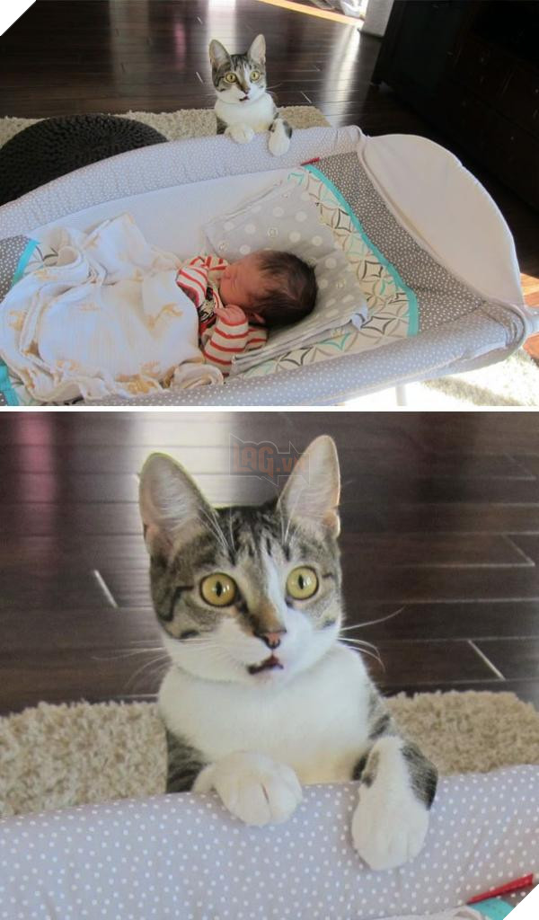 animals first time cat and baby