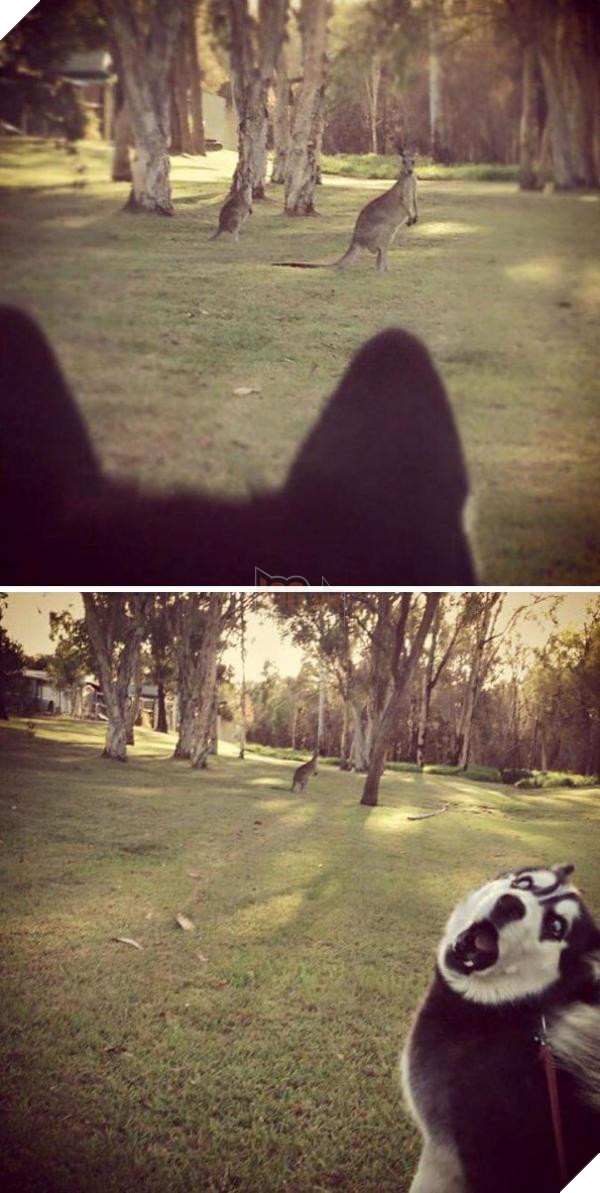 animals first time dog seeing deer