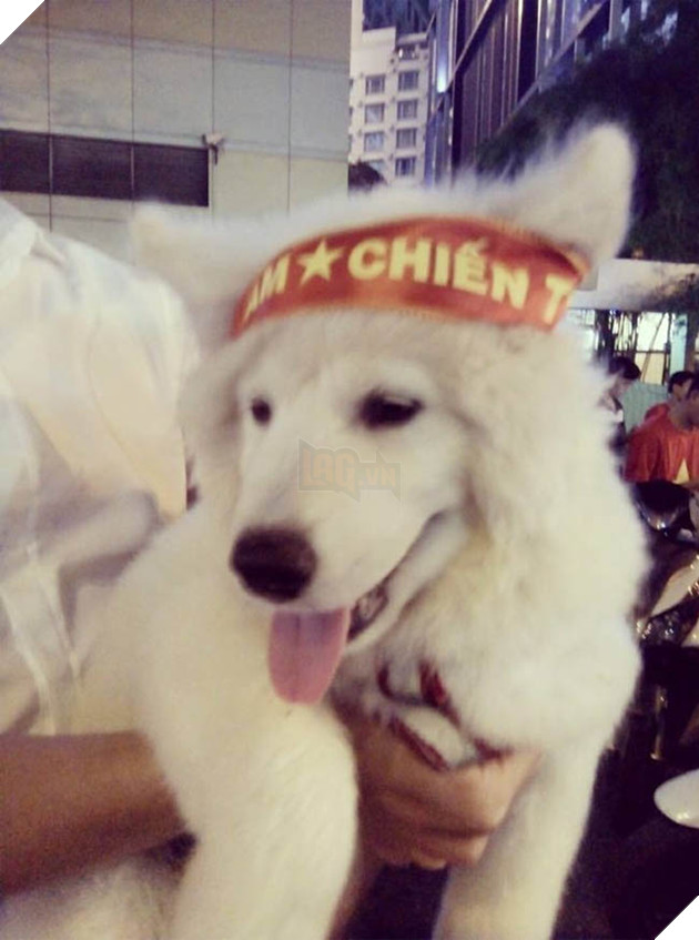 Thú cưng mặc áo cờ ‘đi bão’ ăn mừng chiến thắng AFF cup của ĐTQG Việt Nam