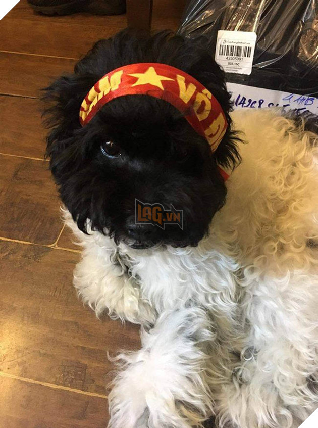 Thú cưng mặc áo cờ ‘đi bão’ ăn mừng chiến thắng AFF cup của ĐTQG Việt Nam 2