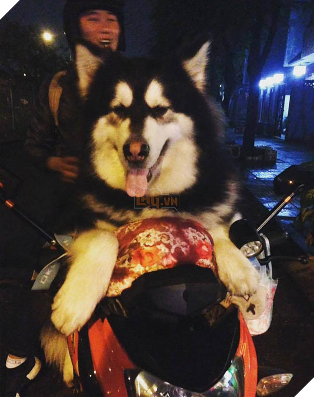 Thú cưng mặc áo cờ ‘đi bão’ ăn mừng chiến thắng AFF cup của ĐTQG Việt Nam 3