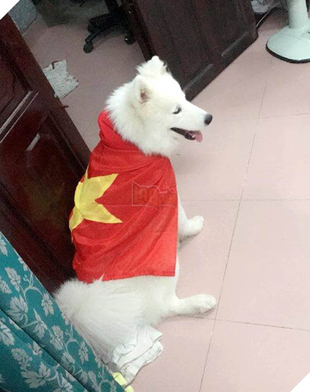 Thú cưng mặc áo cờ ‘đi bão’ ăn mừng chiến thắng AFF cup của ĐTQG Việt Nam 4