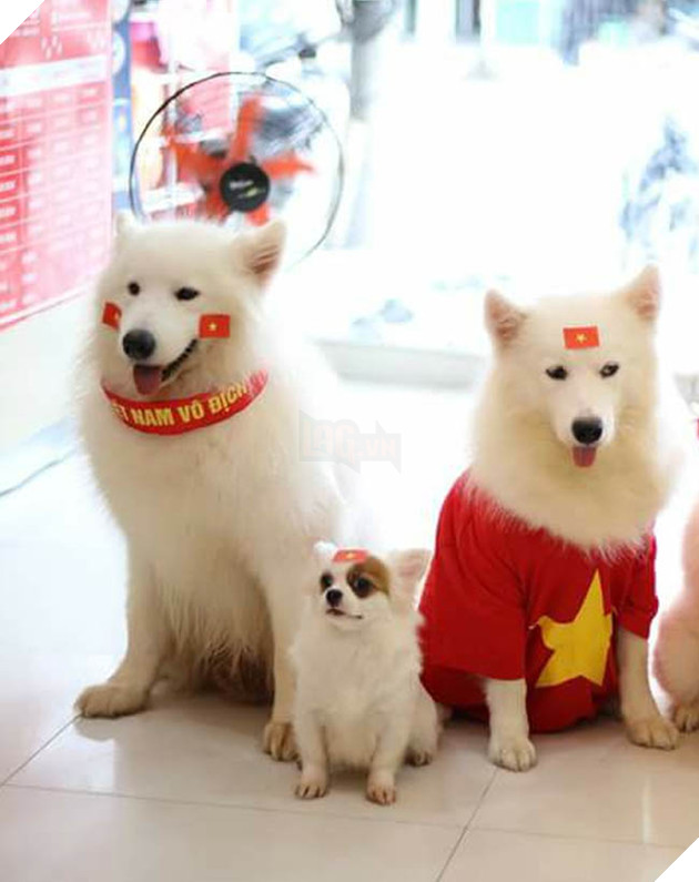 Thú cưng mặc áo cờ ‘đi bão’ ăn mừng chiến thắng AFF cup của ĐTQG Việt Nam 5