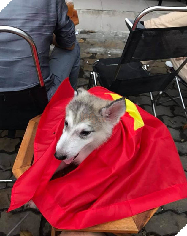 Thú cưng mặc áo cờ ‘đi bão’ ăn mừng chiến thắng AFF cup của ĐTQG Việt Nam 6