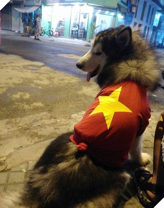Thú cưng mặc áo cờ ‘đi bão’ ăn mừng chiến thắng AFF cup của ĐTQG Việt Nam 7