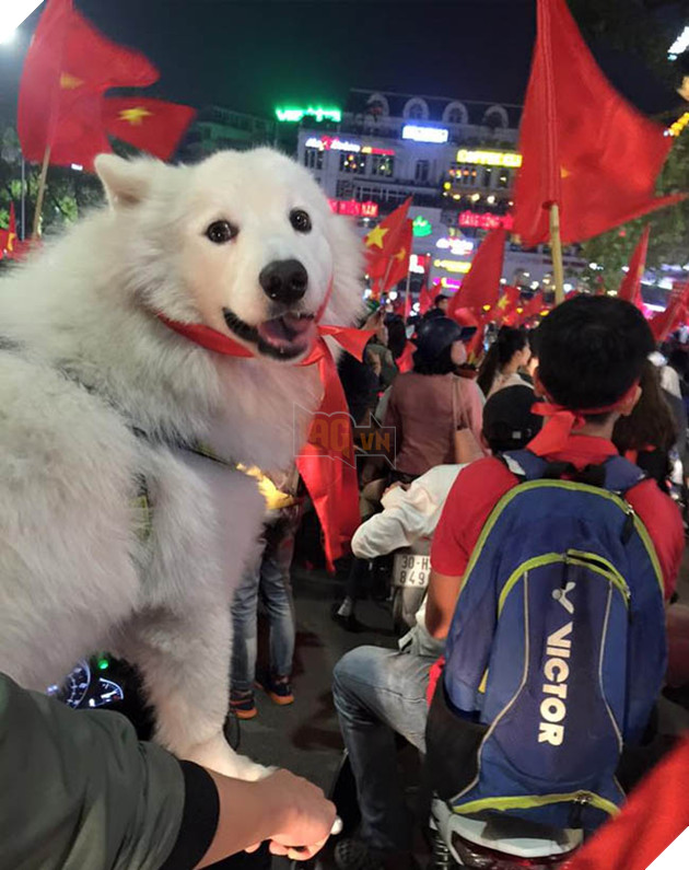 Thú cưng mặc áo cờ ‘đi bão’ ăn mừng chiến thắng AFF cup của ĐTQG Việt Nam 8