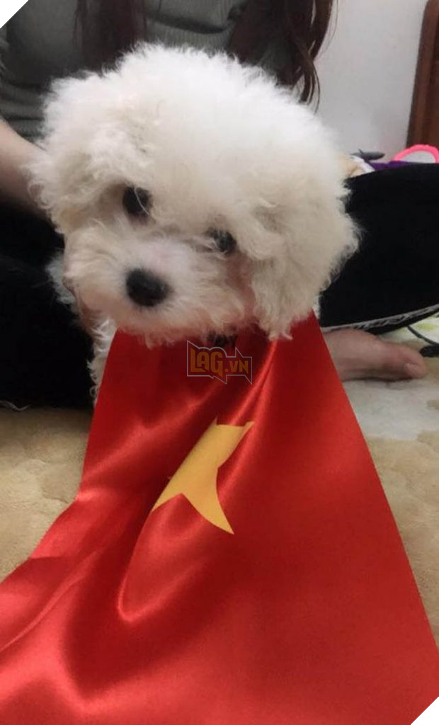 Thú cưng mặc áo cờ ‘đi bão’ ăn mừng chiến thắng AFF cup của ĐTQG Việt Nam 10