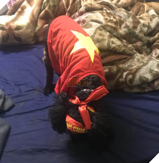 Thú cưng mặc áo cờ ‘đi bão’ ăn mừng chiến thắng AFF cup của ĐTQG Việt Nam 11