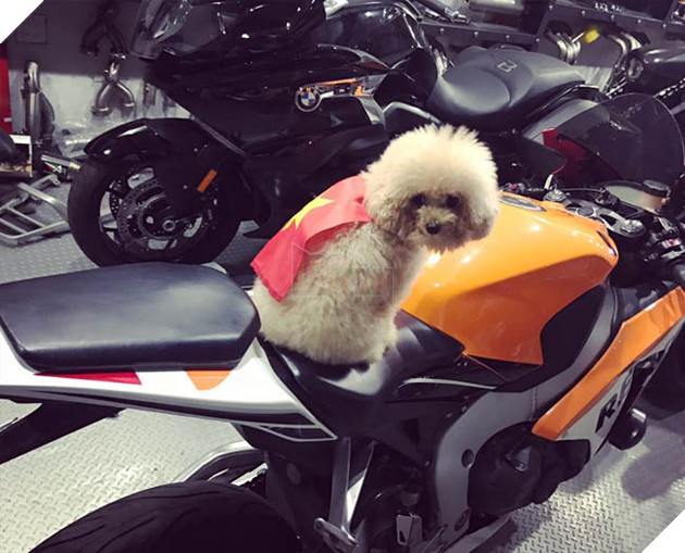 Thú cưng mặc áo cờ ‘đi bão’ ăn mừng chiến thắng AFF cup của ĐTQG Việt Nam 12