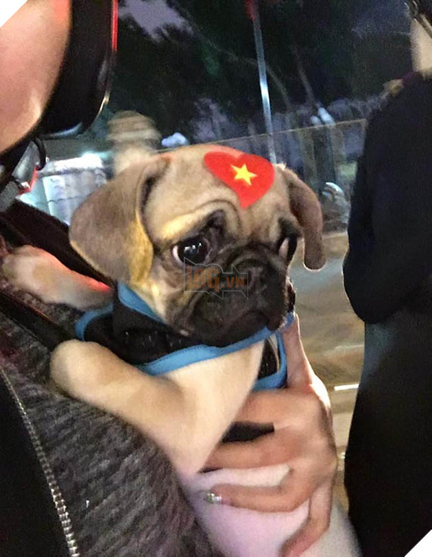 Thú cưng mặc áo cờ ‘đi bão’ ăn mừng chiến thắng AFF cup của ĐTQG Việt Nam 14