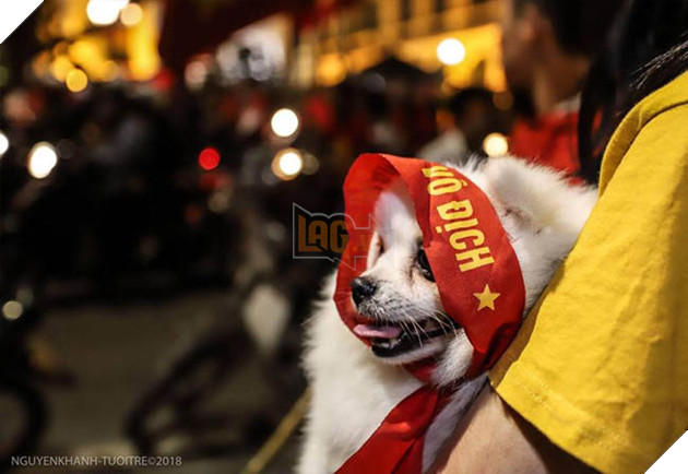 Thú cưng mặc áo cờ ‘đi bão’ ăn mừng chiến thắng AFF cup của ĐTQG Việt Nam 15