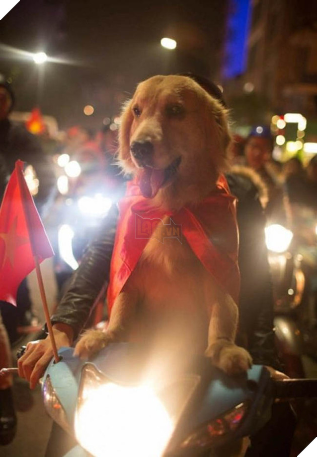 Thú cưng mặc áo cờ ‘đi bão’ ăn mừng chiến thắng AFF cup của ĐTQG Việt Nam 16