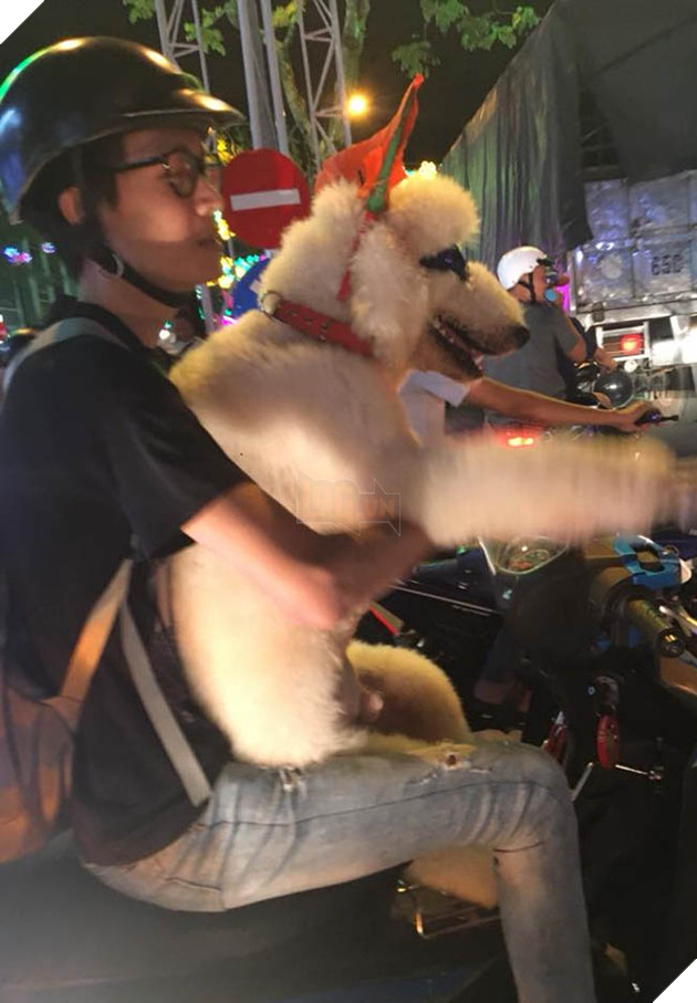 Thú cưng mặc áo cờ ‘đi bão’ ăn mừng chiến thắng AFF cup của ĐTQG Việt Nam 17