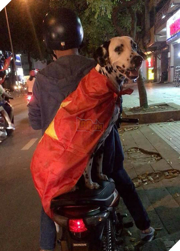Thú cưng mặc áo cờ ‘đi bão’ ăn mừng chiến thắng AFF cup của ĐTQG Việt Nam 19