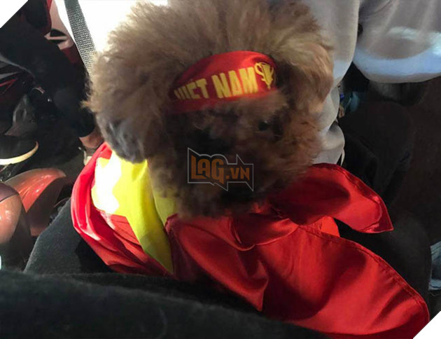 Thú cưng mặc áo cờ ‘đi bão’ ăn mừng chiến thắng AFF cup của ĐTQG Việt Nam 20
