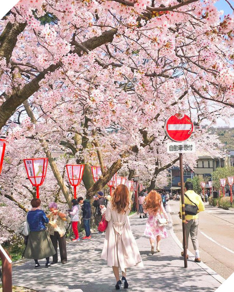 hoa anh dao chi co o nhat ban