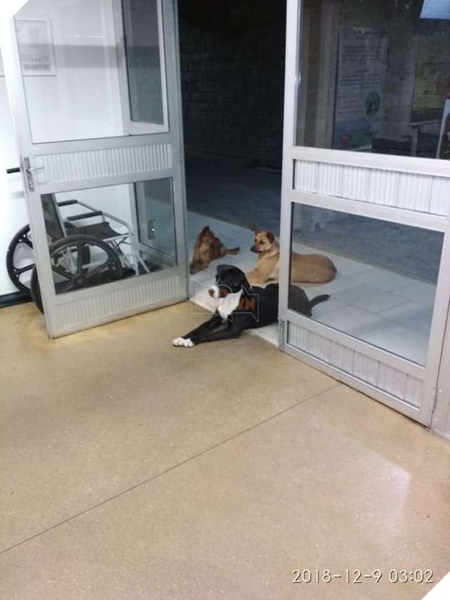 Hình ảnh cảm động: Người đàn ông vô gia cư nhập viện, 4 chú chó hoang đứng mong chờ ngoài cửa - Ảnh 3.