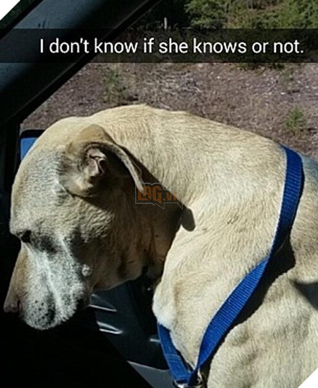 chú chó đáng thương