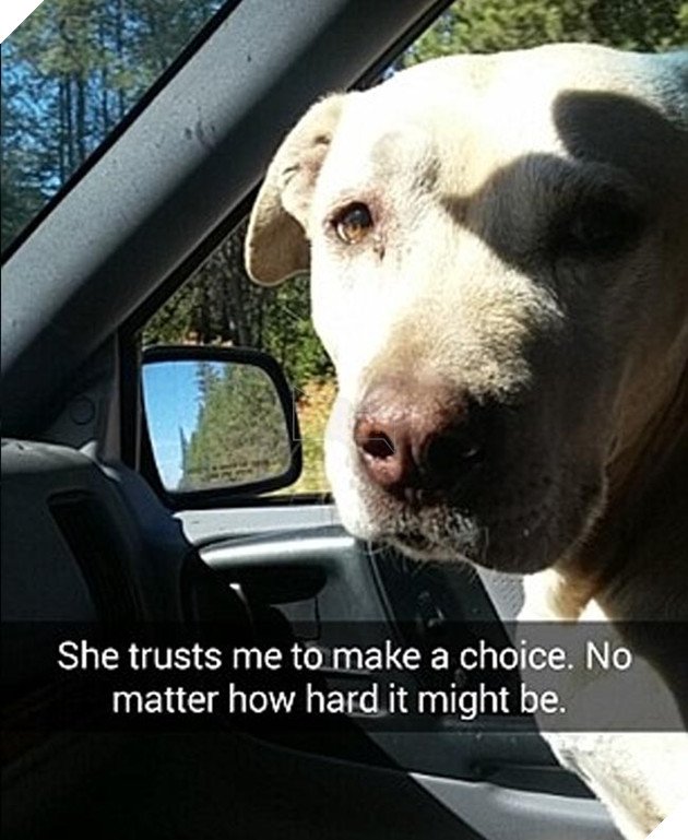 chú chó đáng thương