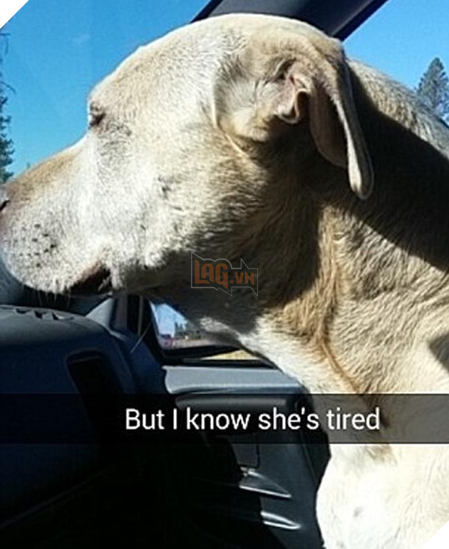 chú chó đáng thương