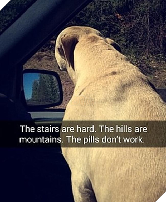 chú chó đáng thương